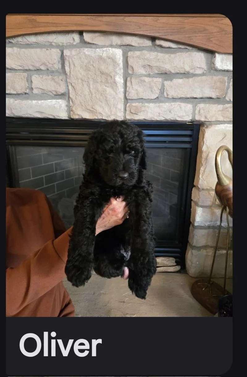 A baby medium-sized male Goldendoodle dog named Oliver for adoption in Glenwood City, WI