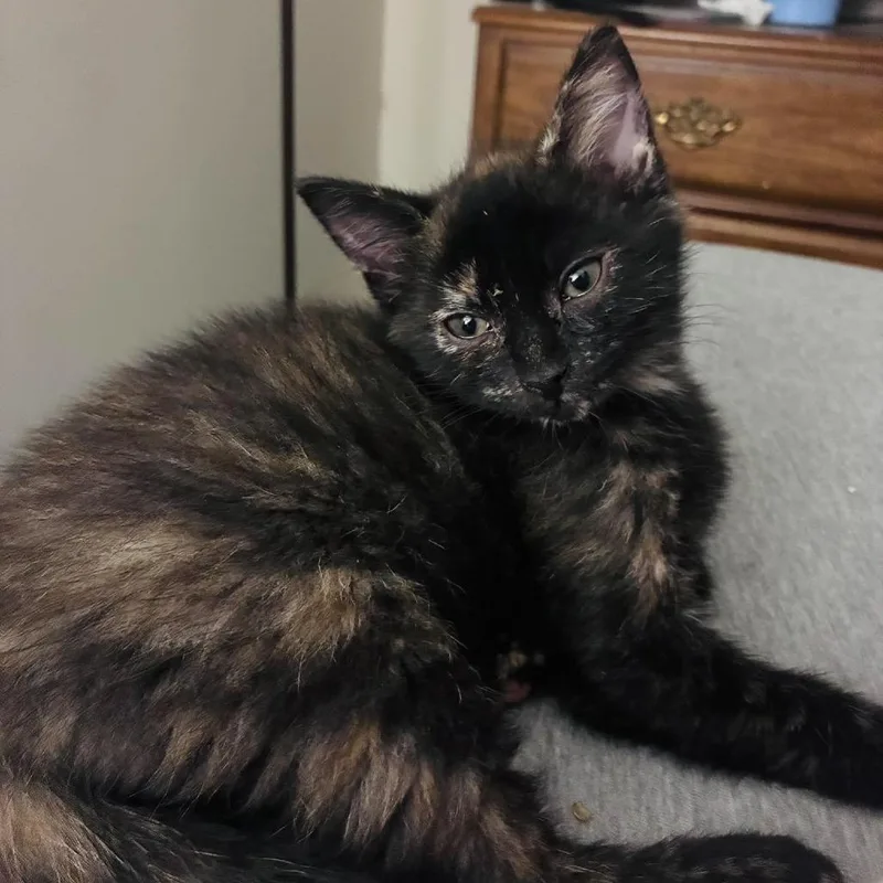 A baby small-sized female Tortoiseshell Domestic Short Hair cat named Eenie for adoption in Jarrettsville, MD