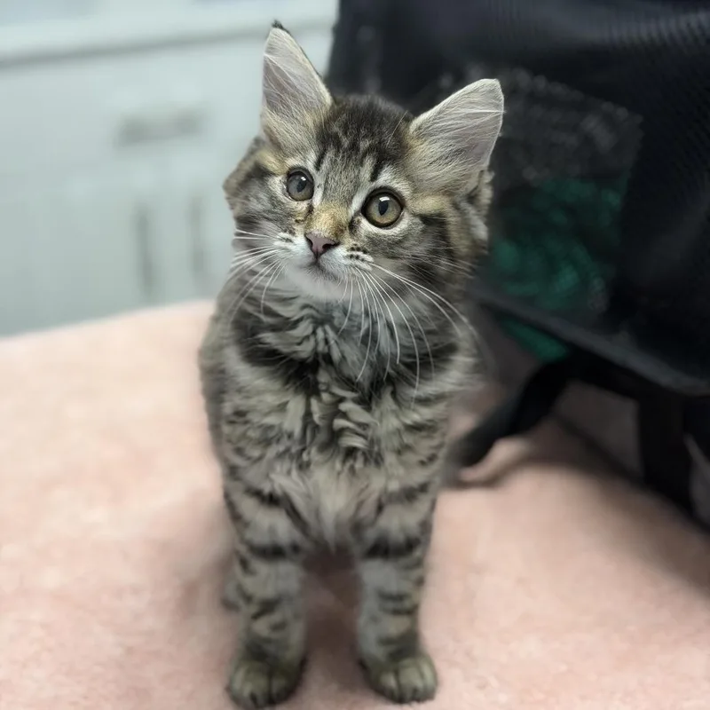 A baby small-sized female Domestic Medium Hair cat named Hehe for adoption in Riverside, CA