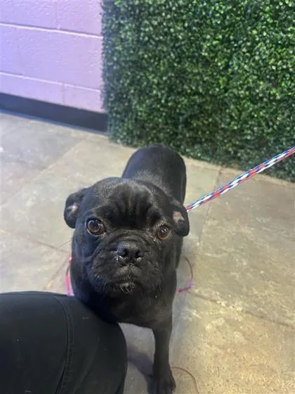 An adult medium-sized female Black Pug dog named 61388972 for adoption in El Paso, TX