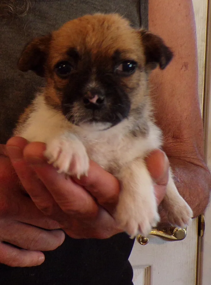 A baby small-sized female Tricolor (Brown, Black, & White) Chihuahua dog named Jade for adoption in Corona, CA