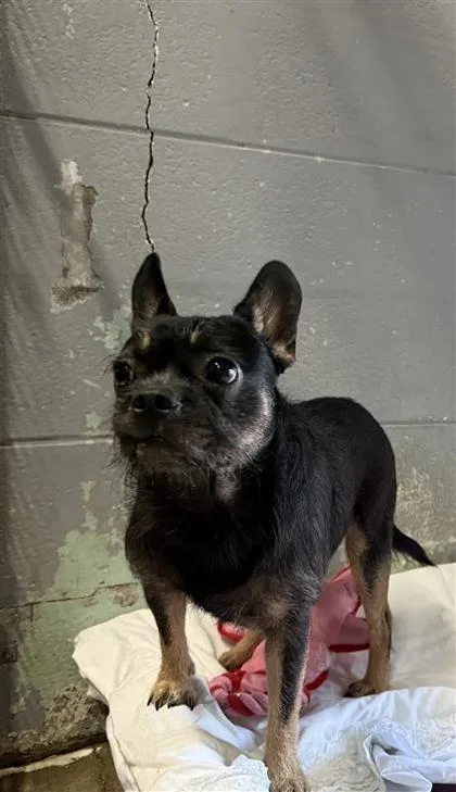An adult small-sized male Mixed Breed dog named Trouble for adoption in Largo, FL