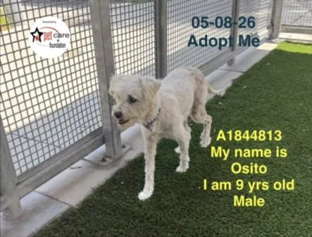 An adult small-sized male Poodle dog named Osito for adoption in Los Angeles, CA