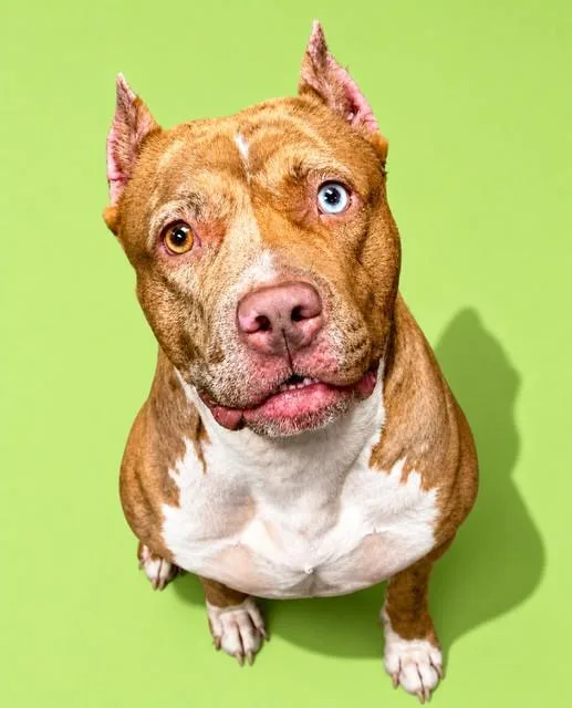 An adult large-sized female Mixed Breed dog named Caramel Cup for adoption in Jacksonville, FL