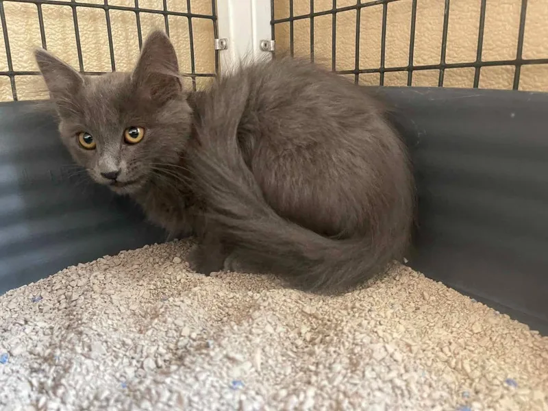 A baby small-sized female Domestic Medium Hair cat named Clover for adoption in Green River, WY