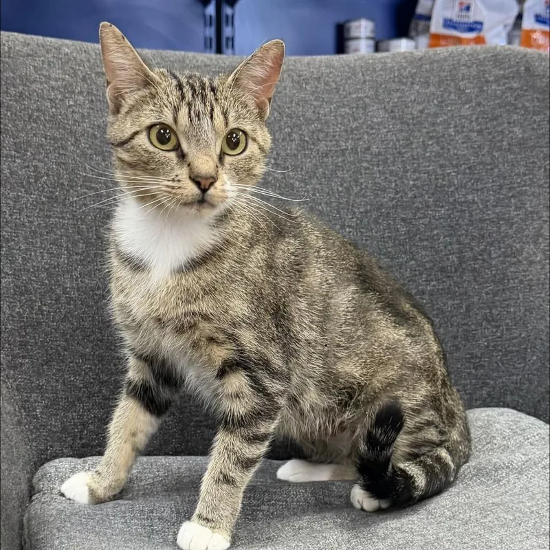 A young medium-sized female Brown / Chocolate Domestic Short Hair cat named Estonia Meet me at for adoption in Buffalo, MN