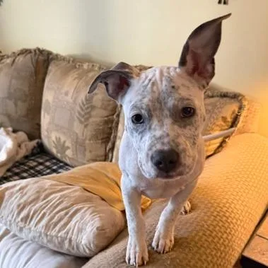 A baby small-sized female White / Cream Pit Bull Terrier dog named Junie B Bones for adoption in Chaska, MN