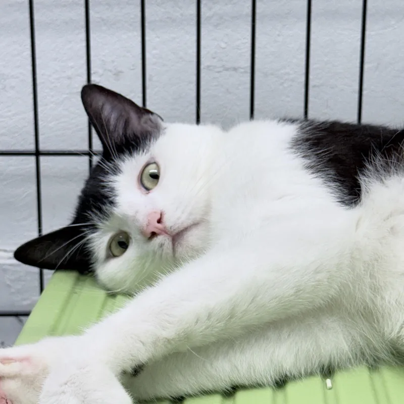 A young medium-sized male Black American Shorthair cat named Beanie for adoption in Philadelphia, PA