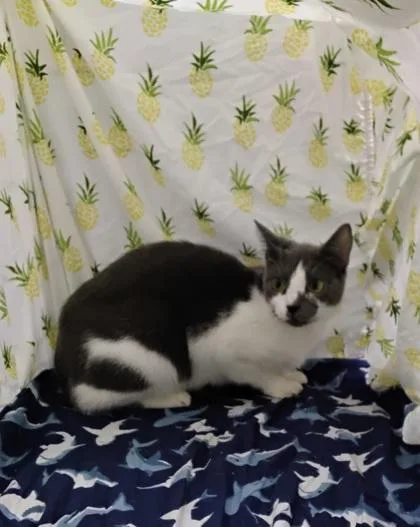 An adult medium-sized female Domestic Short Hair cat named Angel for adoption in Gainesville, FL