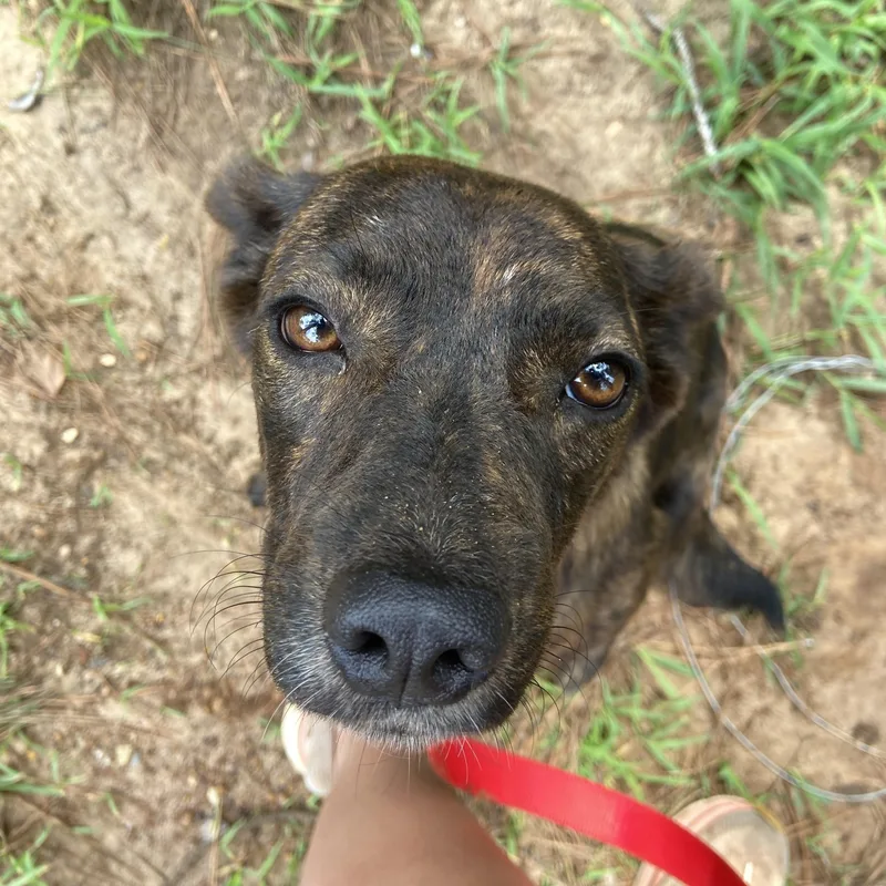 A young medium-sized female Brindle Dutch Shepherd dog named Camilla or Cami for adoption in Ruston, LA