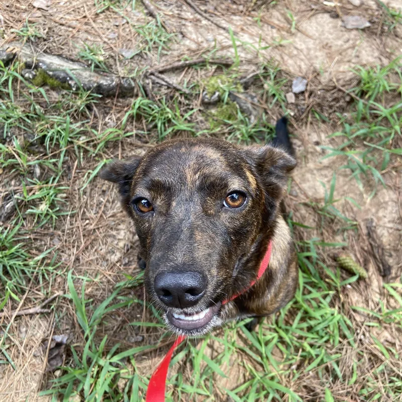 Camilla or Cami thumbnail 3