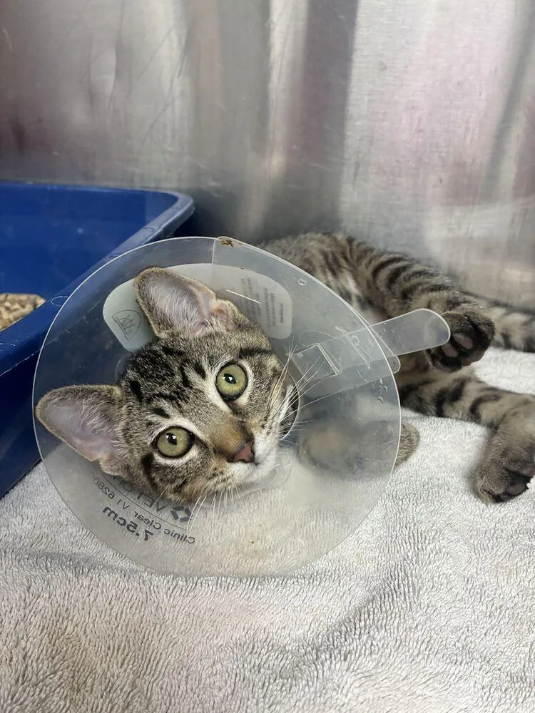 A baby small-sized female Domestic Short Hair cat named Aspen for adoption in Marietta, GA