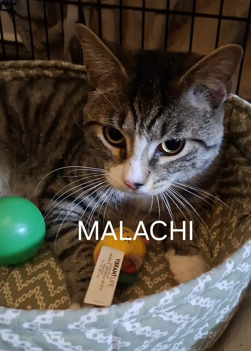 A young large-sized male Domestic Short Hair cat named Malachi for adoption in Canton, CT