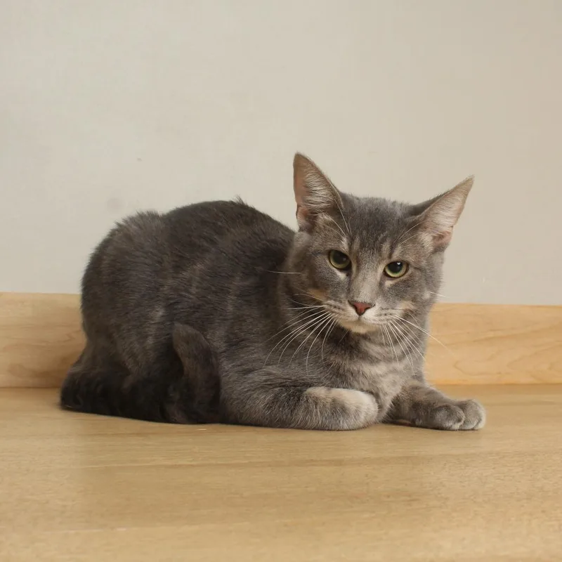 A young large-sized male Gray / Blue / Silver Domestic Short Hair cat named Picante C for adoption in Minnetonka, MN