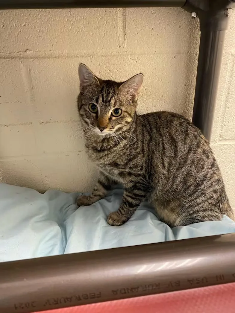 A young medium-sized female Tabby (Brown / Chocolate) Domestic Short Hair cat named Nala for adoption in Burgaw, NC