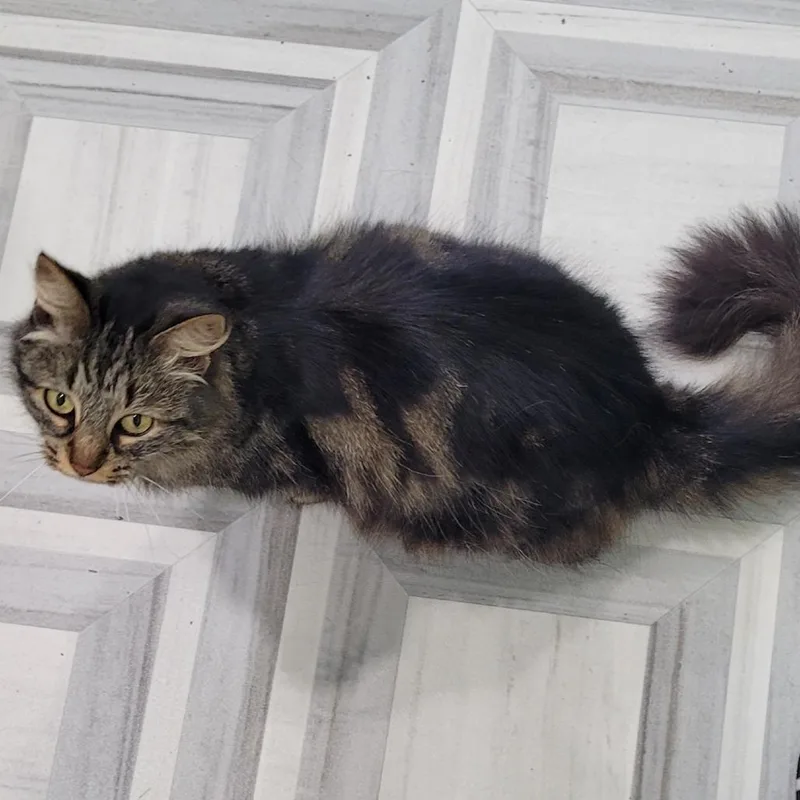 An adult medium-sized female Brown / Chocolate Domestic Medium Hair cat named Beans for adoption in Coos Bay, OR