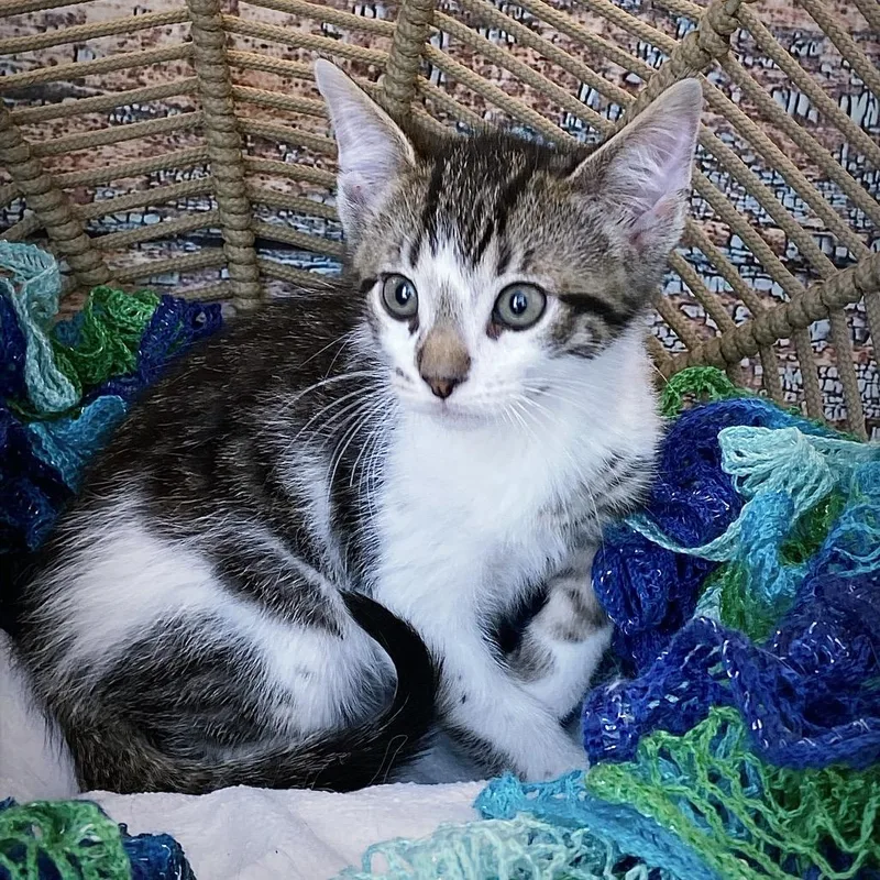 A baby small-sized male Brown / Chocolate Domestic Short Hair cat named Jiffy for adoption in Huntsville, AL