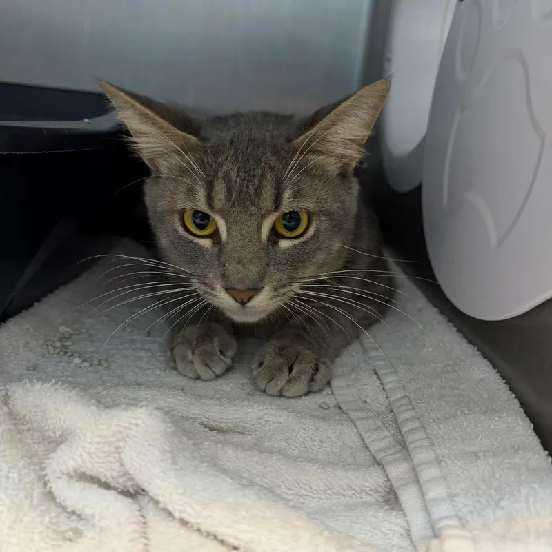 A young medium-sized male Gray / Blue / Silver Domestic Short Hair cat named Peppers for adoption in Englewood, FL