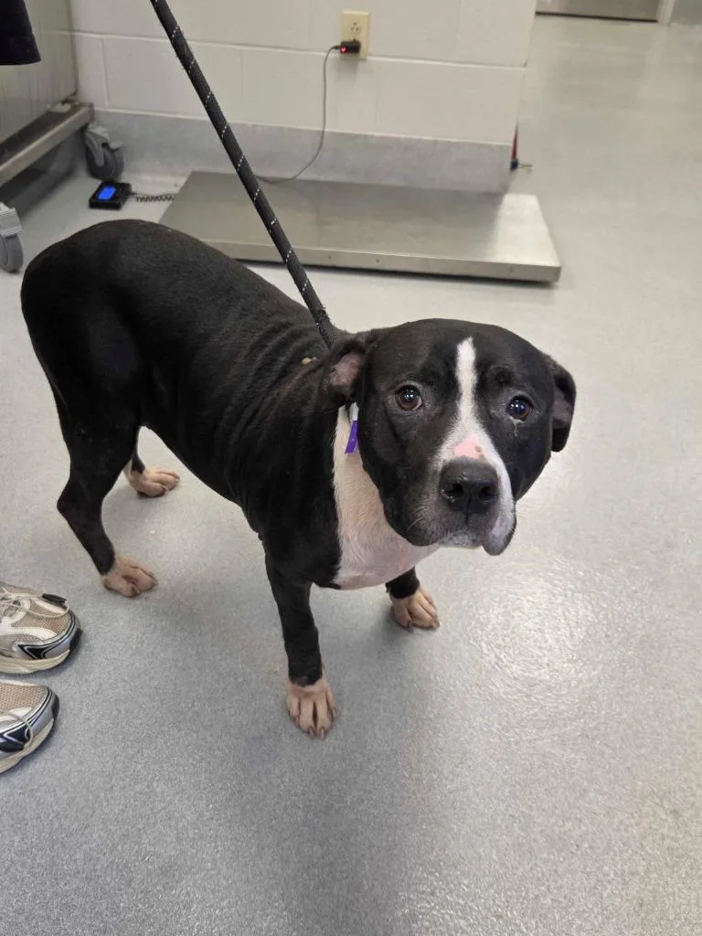 An adult large-sized female Pit Bull Terrier dog named Jasmine for adoption in Chillicothe, OH