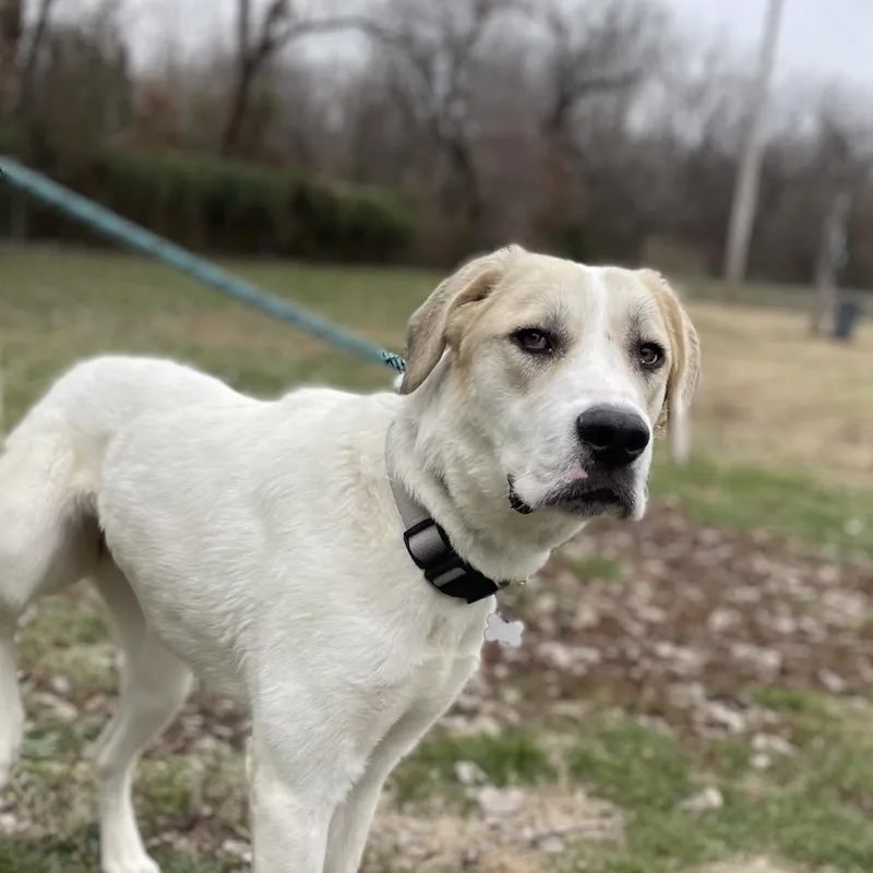An adult large-sized female White / Cream Great Pyrenees dog named Bambi for adoption in Warrensburg, MO