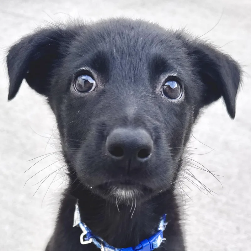 Linus