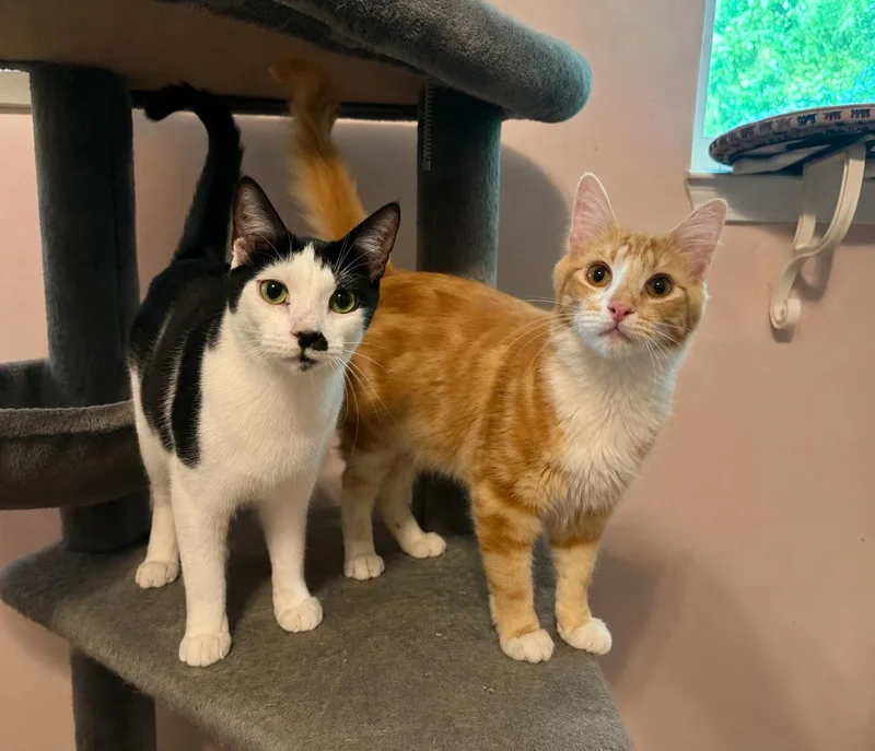 Mr Mustachio & Max thumbnail 2