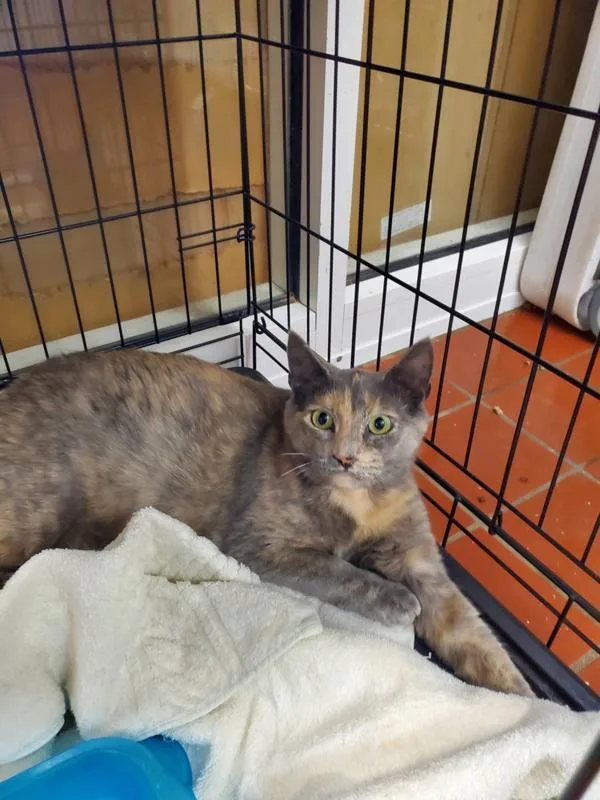 An adult small-sized female Domestic Short Hair cat named Nandina for adoption in Salisbury, MD
