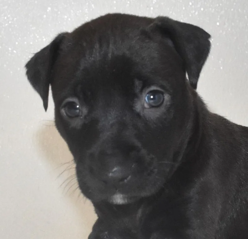 A baby large-sized male Terrier dog named Bubblywhisk for adoption in Springfield, OH