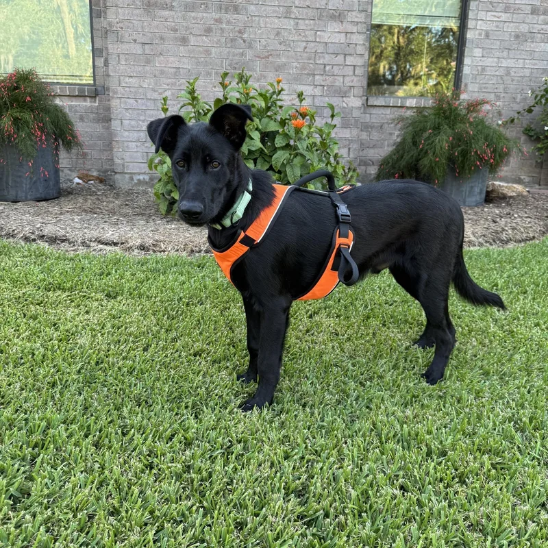 A young medium-sized male German Shepherd Dog dog named Kobe for adoption in Angleton, TX