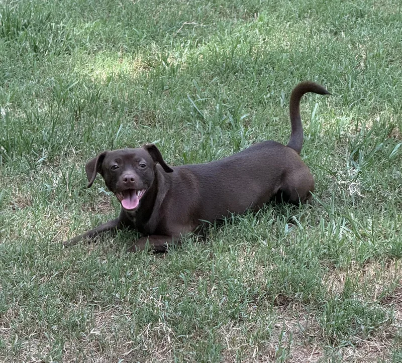 An adult small-sized male Brown / Chocolate Chiweenie dog named Bourbon for adoption in Kings Mountain, NC