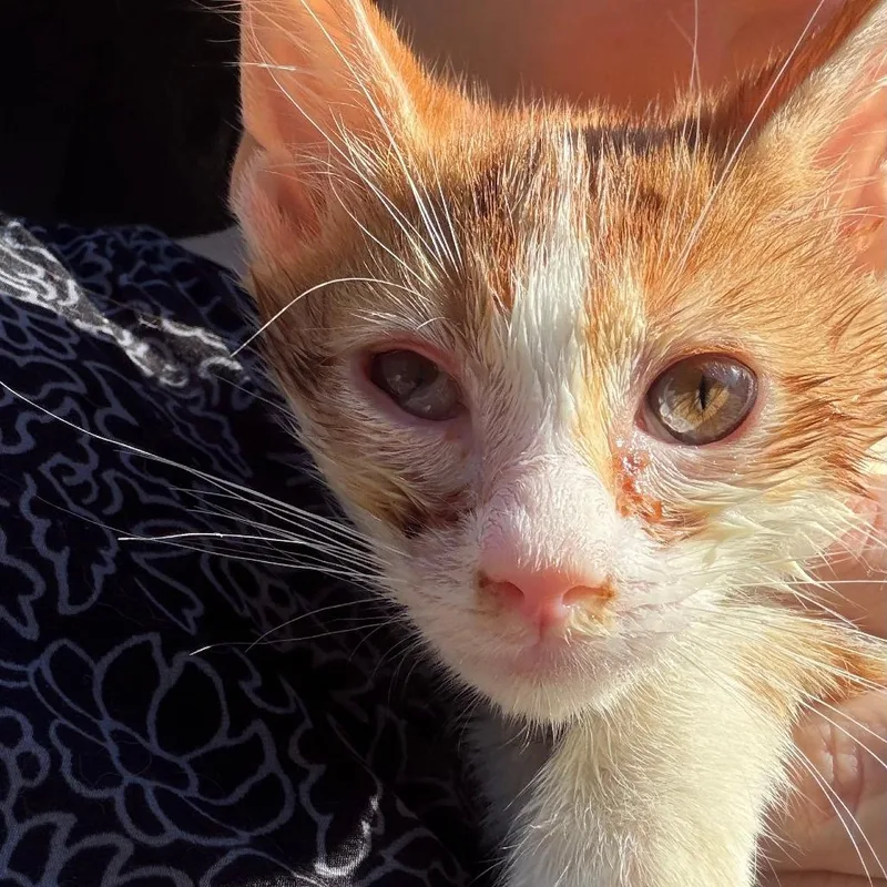 A baby small-sized male Orange / Red Domestic Short Hair cat named Tigris for adoption in Brooklyn, NY