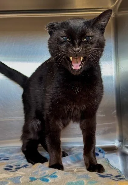 A senior small-sized male Domestic Short Hair cat named Midnight for adoption in Missoula, MT