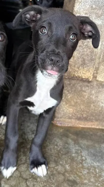 A young medium-sized male Black Labrador Retriever dog named Patches for adoption in Munfordville, KY