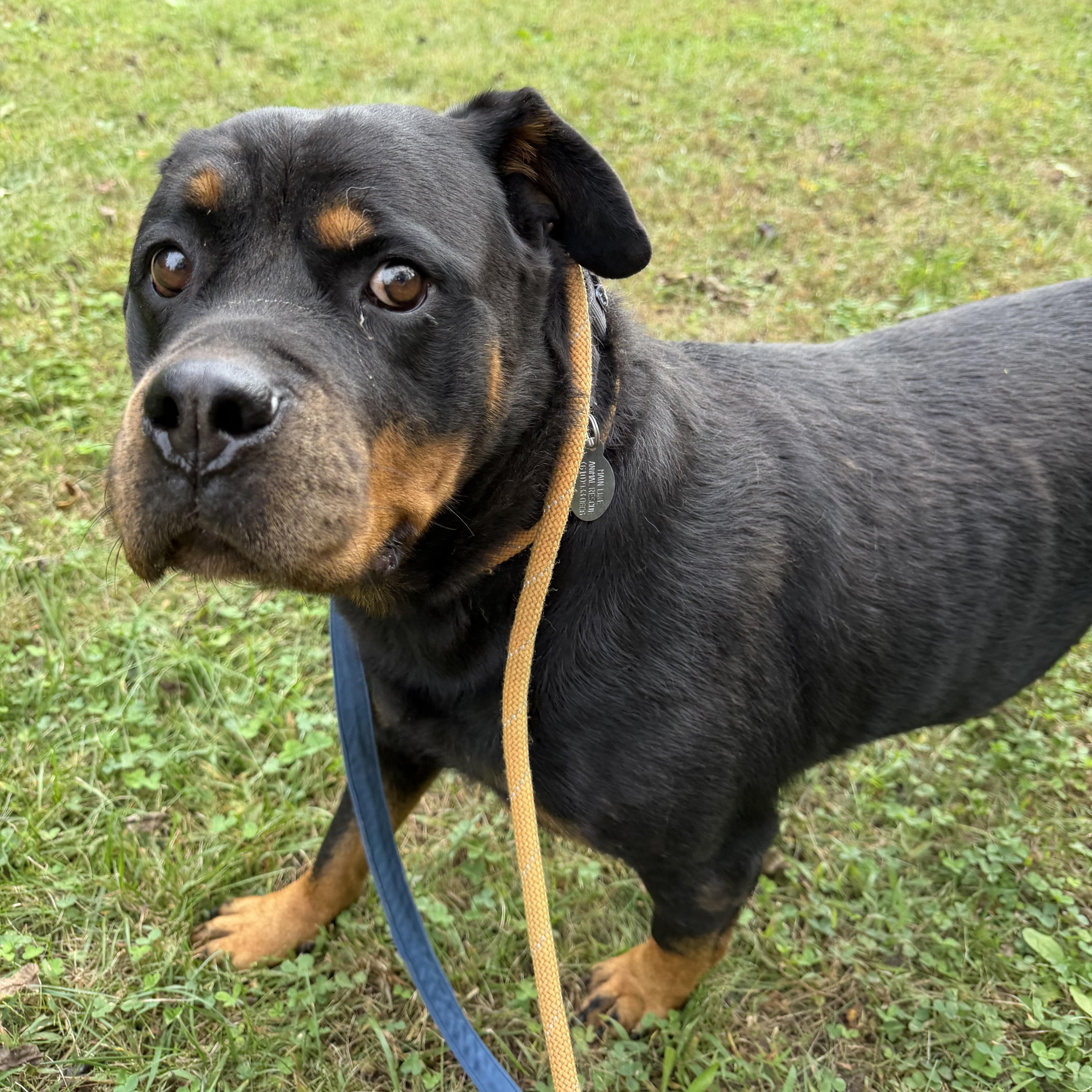 An adult extra large-sized female Rottweiler dog named Maya for adoption in Phoenixville, PA