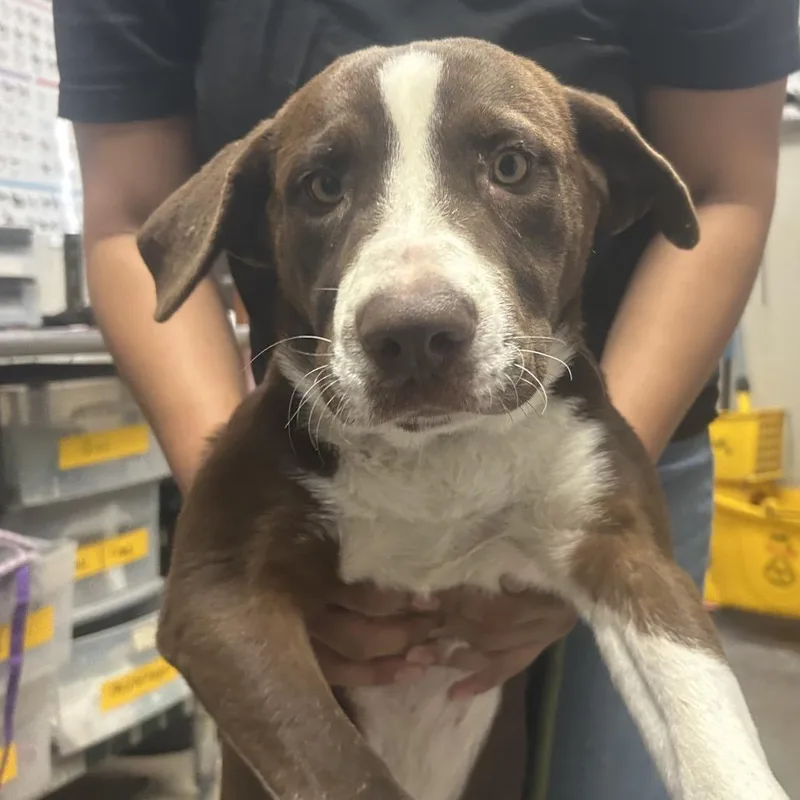 A young medium-sized female Labrador Retriever dog named Eleanore for adoption in Yuma, AZ