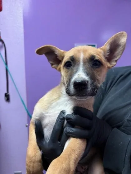 A baby medium-sized female Yellow / Tan / Blond / Fawn Shepherd dog named 60816827 for adoption in El Paso, TX