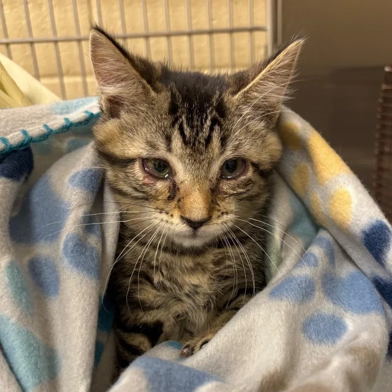 A baby small-sized male Brown / Chocolate Domestic Short Hair cat named Trubbish for adoption in Winston-Salem, NC