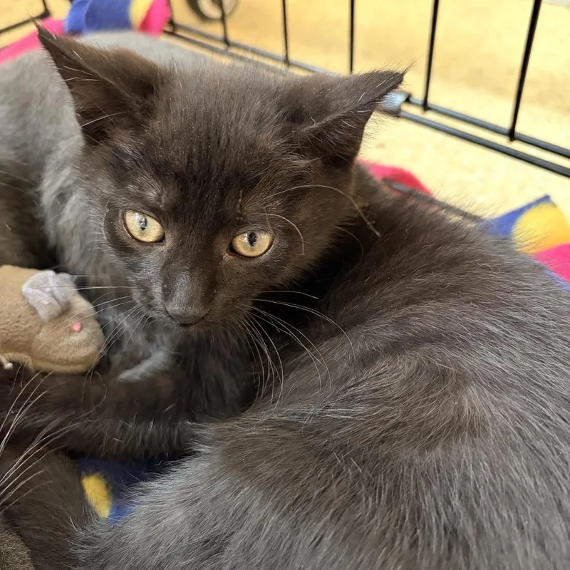 A baby small-sized female Black Domestic Short Hair cat named Donut for adoption in Deerfield, IL
