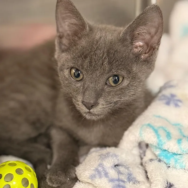 A baby small-sized male Domestic Short Hair cat named Ash for adoption in Cumming, GA