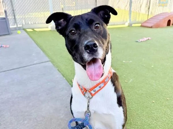 A young medium-sized male Border Collie dog named Bentley for adoption in Salt Lake City, UT