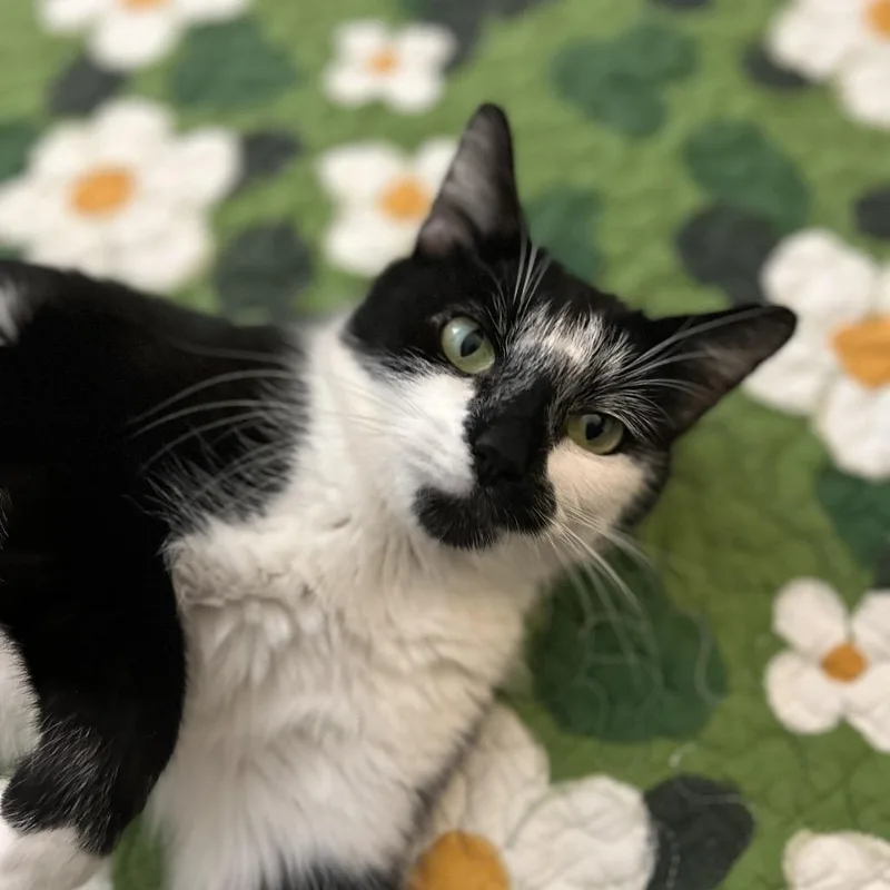 An adult medium-sized female Black Domestic Short Hair cat named Mina for adoption in South Elgin, IL