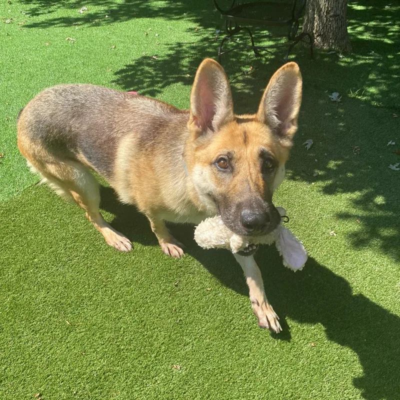 An adult large-sized female Yellow / Tan / Blond / Fawn Mixed Breed dog named Queen Never Cry for adoption in Davenport, IA