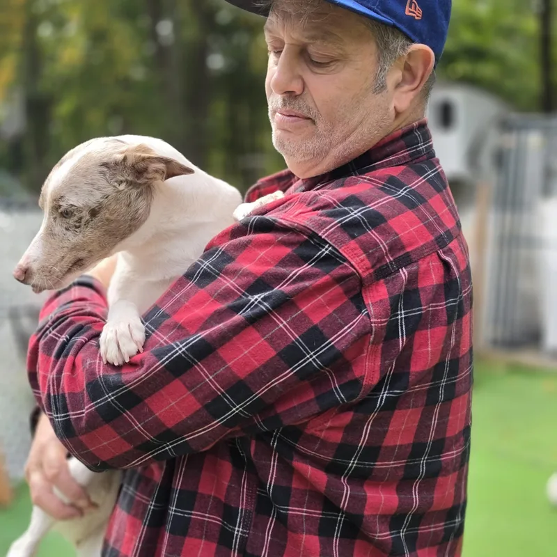 A baby small-sized female Australian Shepherd dog named Zina for adoption in Blairstown, NJ