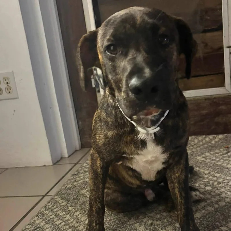 A baby medium-sized male Brindle Mixed Breed dog named Murphy for adoption in Frederiksted, VI
