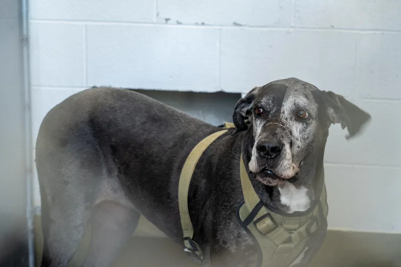 An adult extra large-sized female Gray / Blue / Silver Great Dane dog named Manchita for adoption in King George, VA