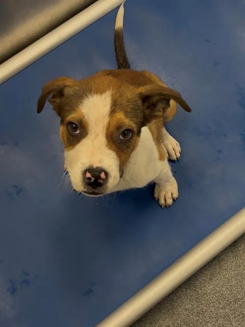 A baby large-sized male Mixed Breed dog named Smiley for adoption in Dallas, TX