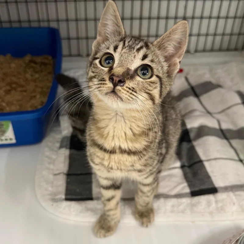 A baby small-sized male Domestic Short Hair cat named Johnny for adoption in Ewing, NJ