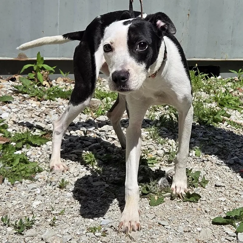 An adult small-sized female White / Cream Mixed Breed dog named Uno for adoption in Hinsdale, IL