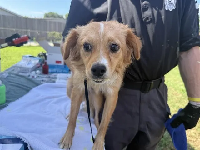 A young small-sized male Chihuahua dog named Buster for adoption in Garland, TX