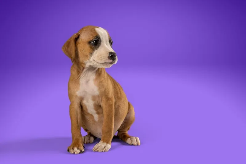 A young medium-sized female Terrier dog named Bridget Jones for adoption in Tyler, TX